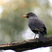 Blue Whistling-Thrush
